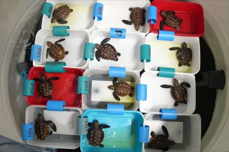 R3 million and then some: The sum required for exceptional number of abandoned turtles